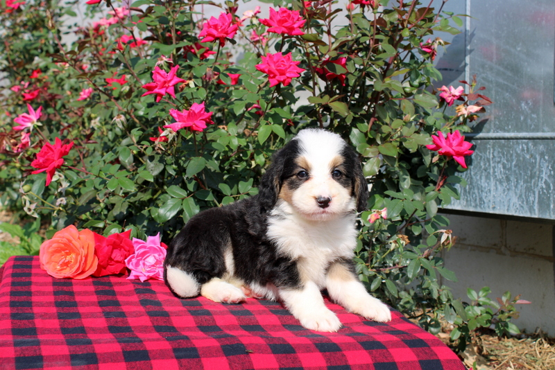 puppy, for, sale, Bernedoodle, Matthew B. Stoltzfus, dog, breeder, Gap, PA, dog-breeder, puppy-for-sale, forsale, nearby, find, puppyfind, locator, puppylocator, aca